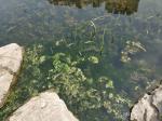 Stainless Mesh Water Hyacinth Water Moss Reed Collection Boat With Storage