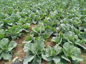 Quality Healthy Small Head Cabbage , Lower Cholesterol Levels Ball Cabbage wholesale
