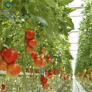 Quality Commercial Tomato Growing Greenhouse Customized Size Rust Resistant wholesale