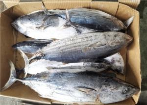 Quality Whole Round Frozen Skipjack Tuna wholesale