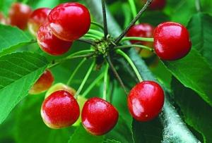 Quality Pure Natural Cherry Extract/Pure Natural Acerola Cherry Extract wholesale