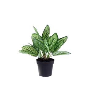 Quality Beautiful Plastice Artificial Indoor Plants Calathea Sanderiana 35CM High wholesale