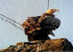 Bird 7x19 Aviary Wire Netting , Stainless Steel Ferrule Rope Mesh