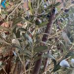 Green Leaves Artificial Olive Tree Various Style For Indoor Outdoor Ornament