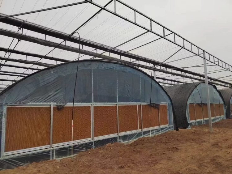 Commercial Large Agricultural Greenhouse UV Film Vegetable Hydroponic Greenhouse