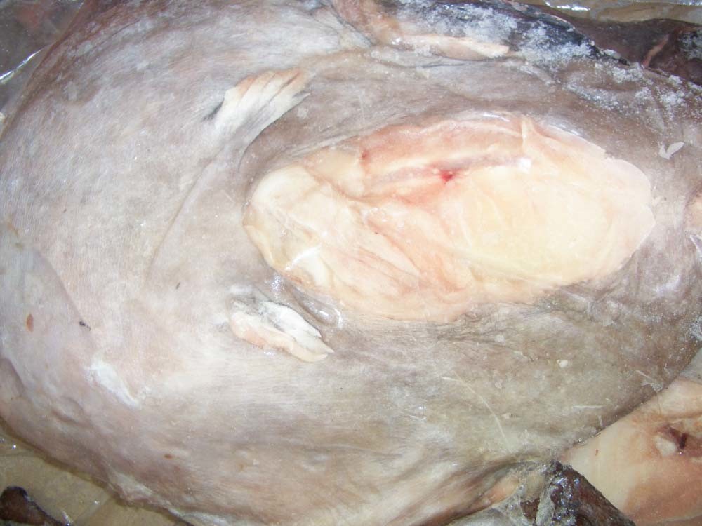 Block Frozen Monkfish Gutted original color Health Certificate