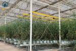 Greenhouse Steel Substrate Planting Gutter Agricultural Hydroponic System For