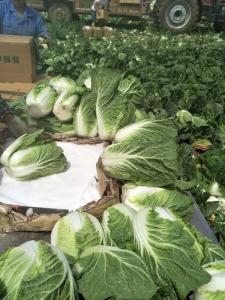 Quality Agricultural Clean Fresh Chinese Cabbage Very Low In Calories 1kg / Per wholesale