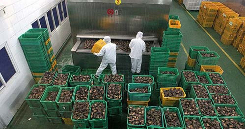 Plastic Apple Fruit Box Stack Nest Transport Crate for Heavy Duty Warehouse Solutions