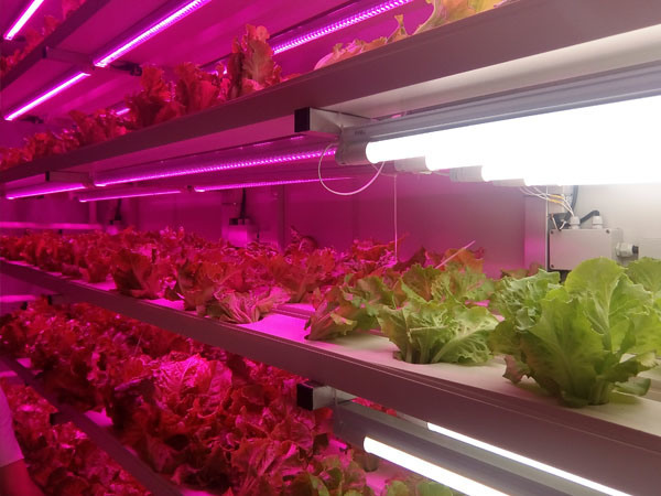 Smart and High Quantity Hydroponic System Container Farm for Sale