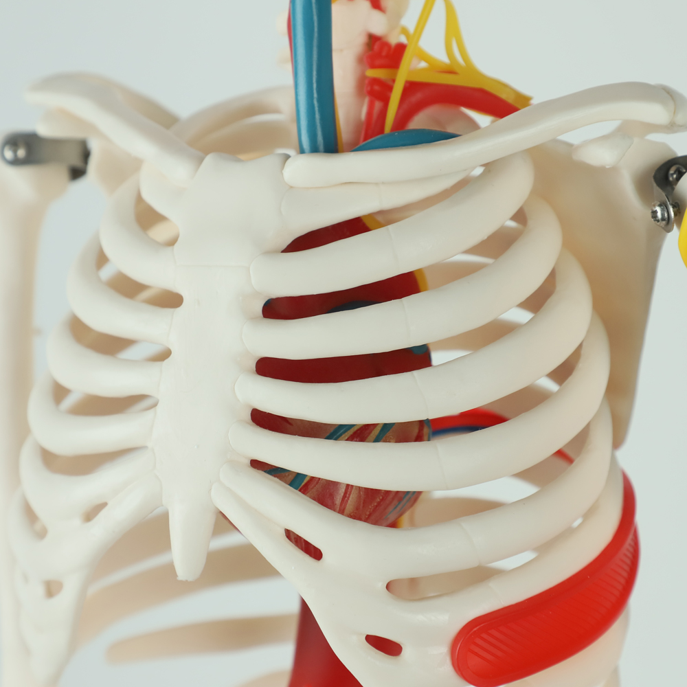 Full Size Anatomy Skeleton Model Chromatic Vessels Nerves 85cm
