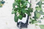 Hydroponics Greenhouse PP Roll Grow Troughs Vegetables Substrate Growing Trough