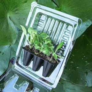 Quality Plant Packing Box Plastic Live Plant Shipping Blister Box Clamshell Packaging For Plants wholesale