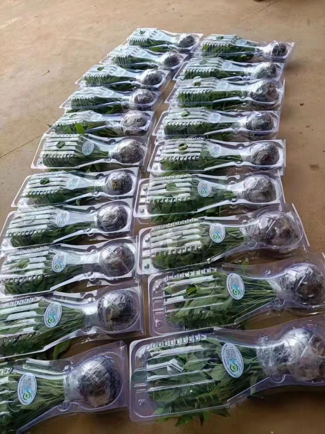 Plant Packing Box Plastic Live Plant Shipping Blister Box Clamshell Packaging For Plants