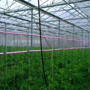 Quality Hydroponic Growing System Green House Multi Span Agriculture Greenhouses Growing Lettuce Cucumber wholesale