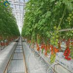 Anti Corrosion Agricultural Greenhouses For Vegetable Production Tomato