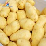 180KG Small automatic ginger washing machine Cassava peeling machine sweet