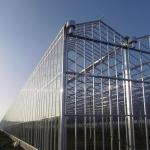 4.0m-6.0m Gutter Height Commercial Glass Greenhouse for Vegetable Flower