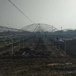 Plastic Shed Multi Span Greenhouse / Agricultural Polythene Grow Tunnel