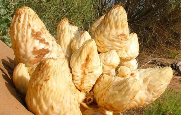 100% Natural Cistanche Tubulosa Extract/Total glycosides 85%/Echinacoside30%