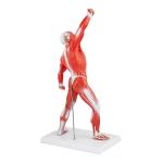 Medical Anatomical Muscle Model PVC Mini Human Muscle Model For Hospital