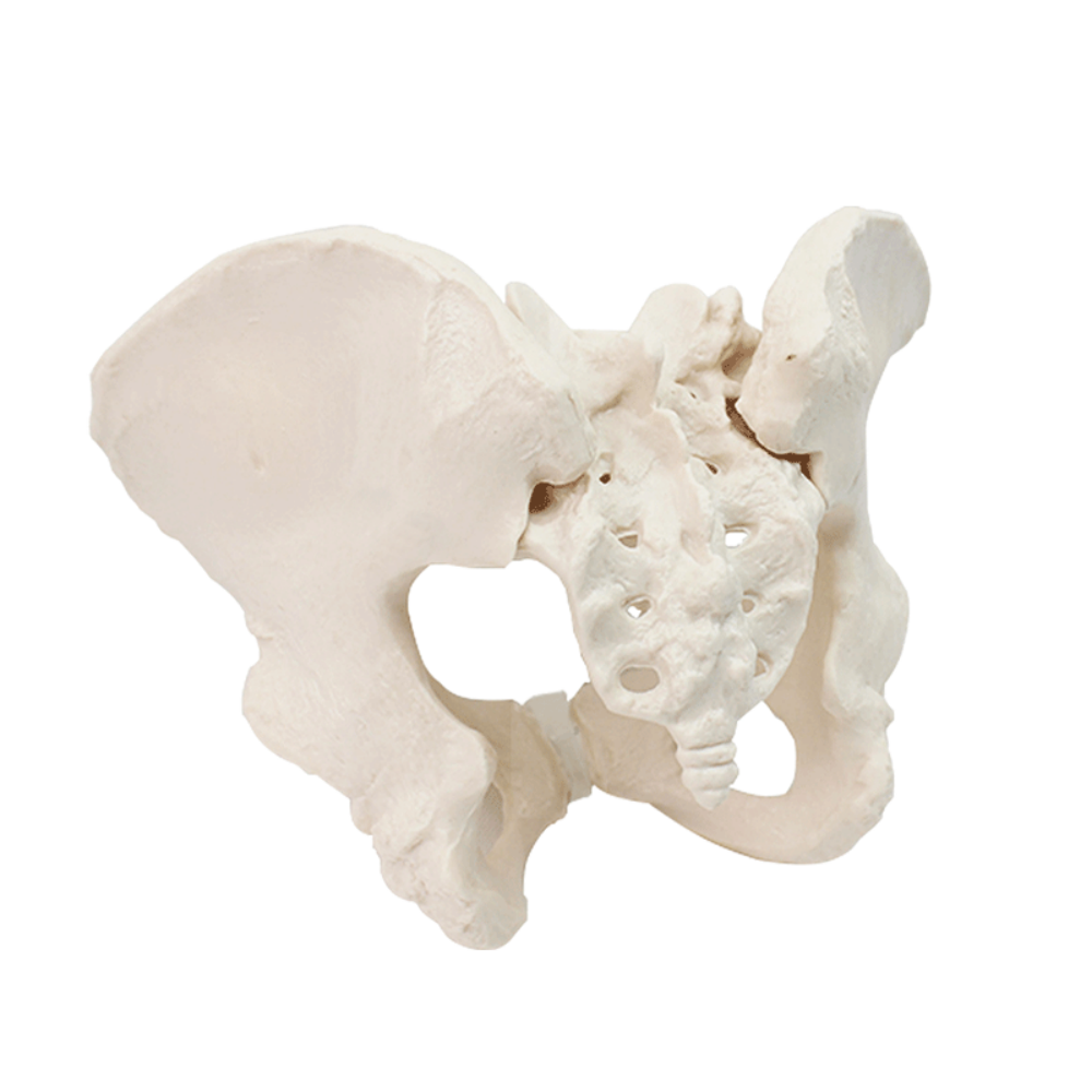 Eco-friendly PVC 1:1 Life Size Medical Education Artistic Creation Design Ergonomics Physical Education Female Pelvic Model