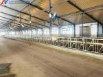 Steel Cattle Sheds Easy Install Prefabricated Cow Farm Building
