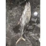 Frozen Seafoods Fish 20kg Up Raw Material Yellowfin Tuna