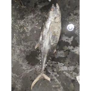 Quality Frozen Seafoods Fish 20kg Up Raw Material Yellowfin Tuna wholesale