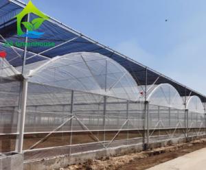 Quality Multi Span Cucumber Plants Greenhouse PO Film 20m 100m Length wholesale