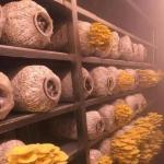 Shipping Container Greenhouse for Mushroom Cultivation in Smart Design JX-CG