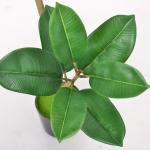 Artificial Potted Floor Plants Small Ficus Pandurata For Garden Decoration
