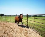 Heavy Duty Hot Dipped Galvanized Corral Panel Fence Round Pipe Horse Panels