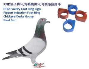 Quality RFID Poultry Foot Ring Sign, RFID Pigeon Foot Ring, Chickens Ducks Goose Induction Foot Ring, Induction Fowl Foot Ring wholesale