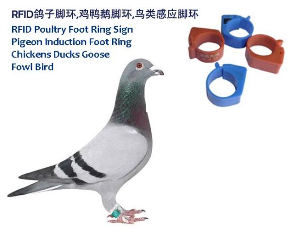 RFID Poultry Foot Ring Sign, RFID Pigeon Foot Ring, Chickens Ducks Goose