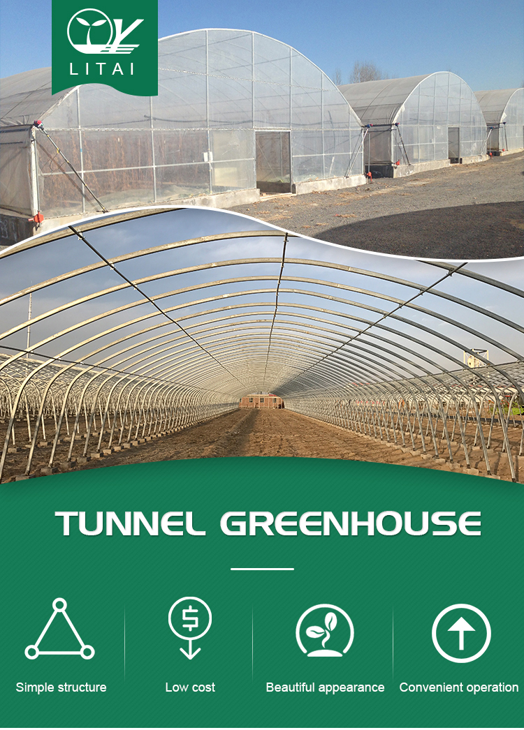 3m High Agricultural Poly Tunnel Greenhouse Transparent Colour Customizable Height