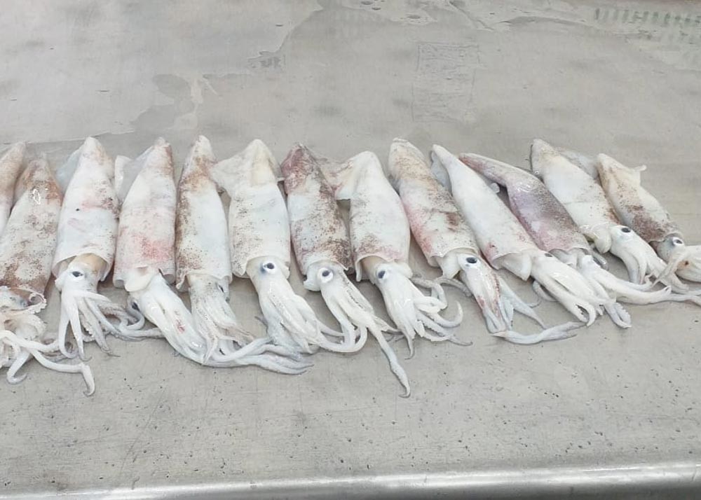 Loligo squid Chinensis Freshness Squid