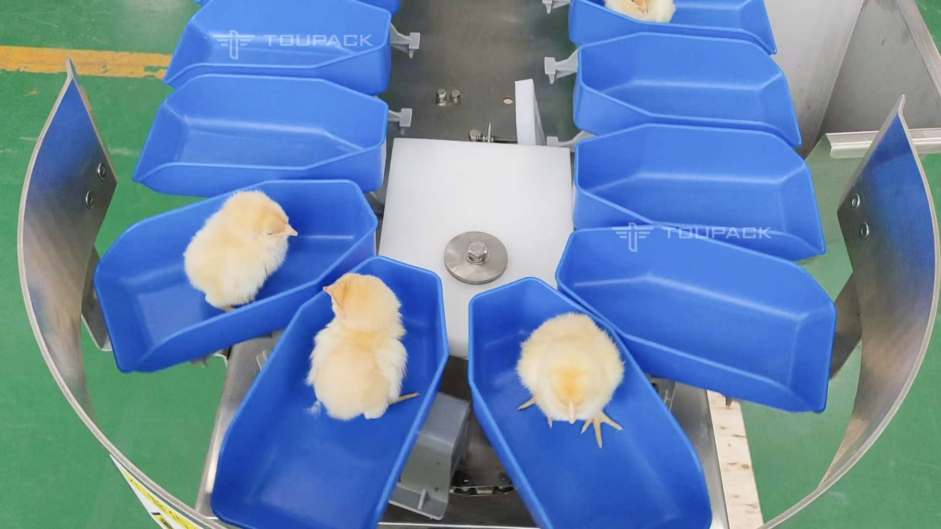 High Accuracy Australian Lobster Weight Sorting Machine 2 Level 6 Level Grading Machine