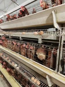 Quality Layer Battery Cage Tailored For Poultry Farm House Environments. wholesale