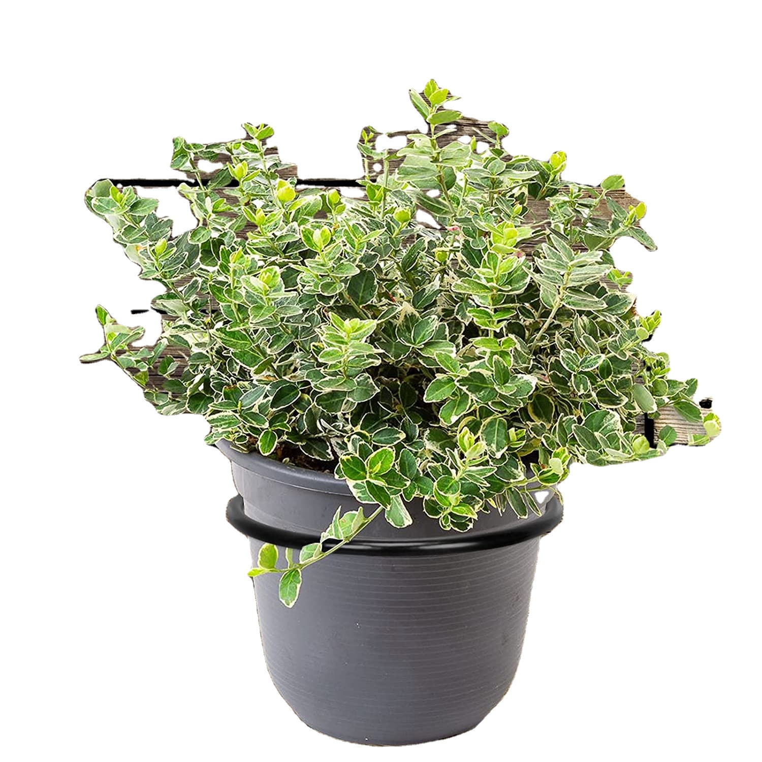 Standard Wall Mounted Pot Rack Flower Pot Hook Ring Foldable Bracket For Home Garden
