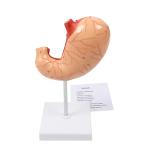 Biology Teaching Life Size Human Anatomy Stomach Model For Hospital