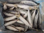 IQF BQF Whole Round Pacific Mackerel Frozen Fish