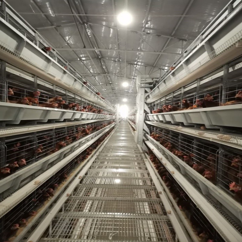 120 Birds Battery Chicken Cage Nigeria Poultry Farm Galvanized Q235 3 Layers