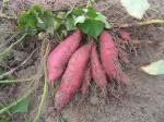 IQF Individually Quick Frozen Steamed Sweet Potato Sticks, red skin, white flesh