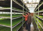 10m Single Span Greenhouse