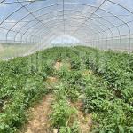 Customized Agricultural Tunnel Greenhouse With PE Film Covering