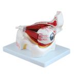 Hospital Teaching Medical Human Anatomy Eye Model With Orbit