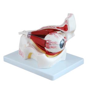Quality 3D Plastic Human Eye Anatomy Model With 10 Parts Orbit For Hospital Medical wholesale