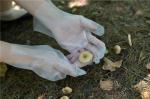 Waterproof Gardening Disposable TPE Gloves For Cleaning