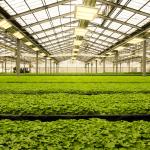 600w HPS 4x4 Grow Light Plant Lamp Promote Flowering And Fruiting